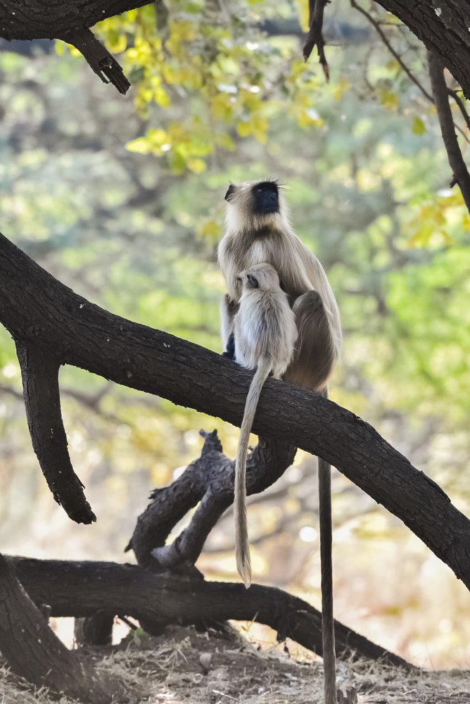 Photograph by YASH NEIL