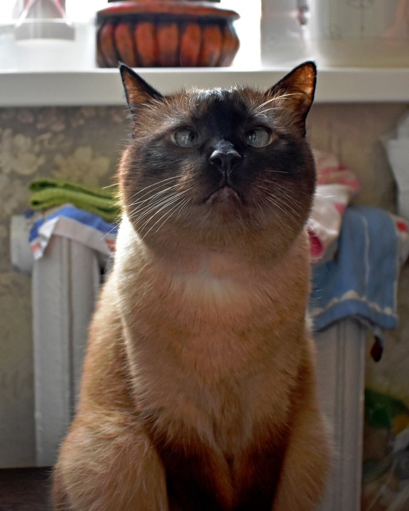 Злые люди бедной киске не дают украсть сосиски.