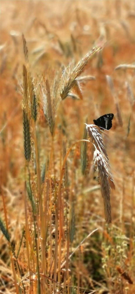 Photograph by Jorge Corrons Crespi