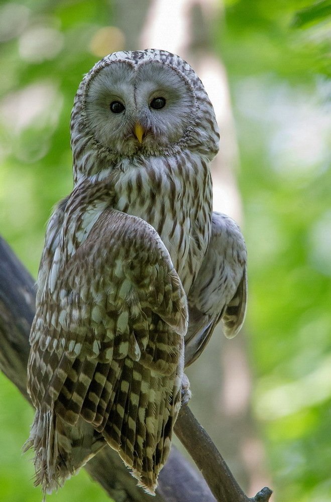 Ночью - охотница, днём - фотомодель...