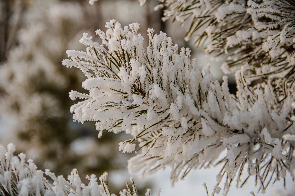 Photograph by Людмила Сливкина