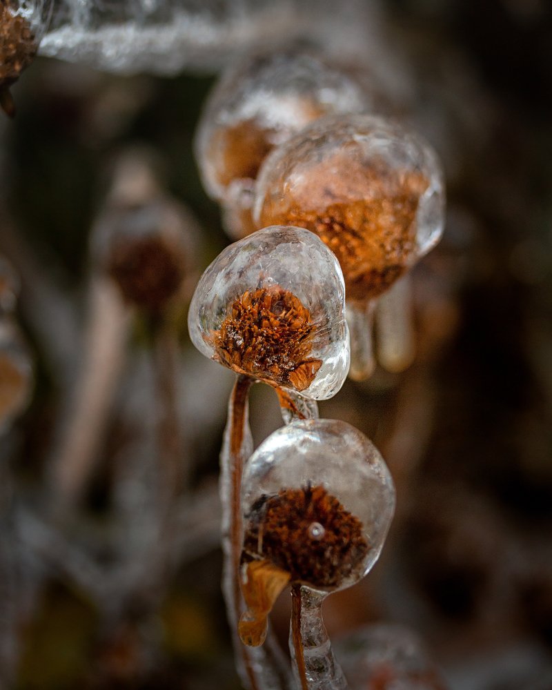 Хрустальные цветы