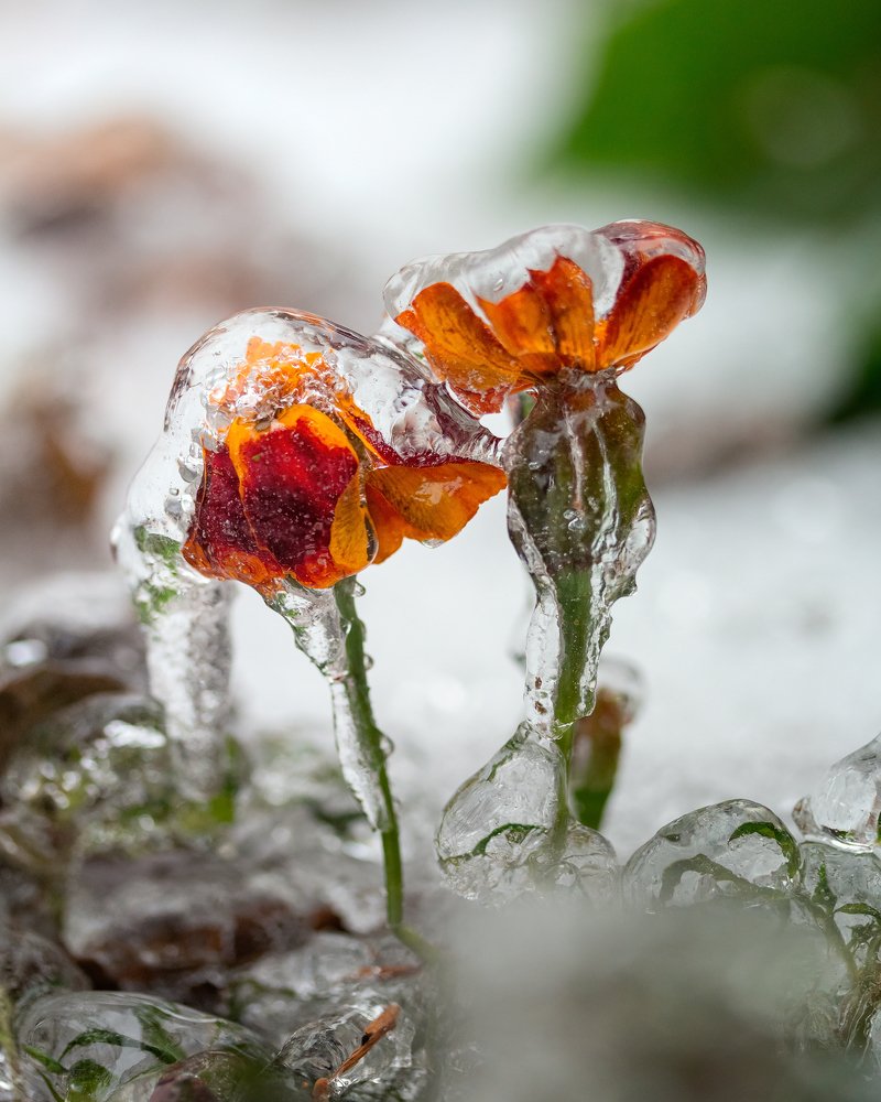 Цветы в глазури
