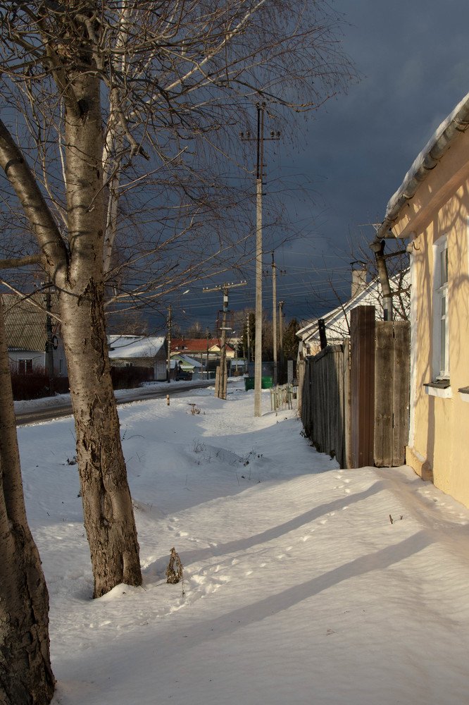 Зимние тени от старых рябин