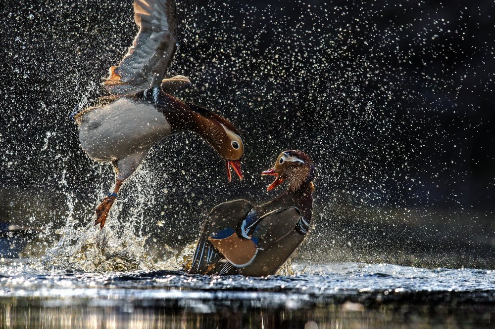 Ballet on the water, i.e. mating fights between male mandarin ducks”