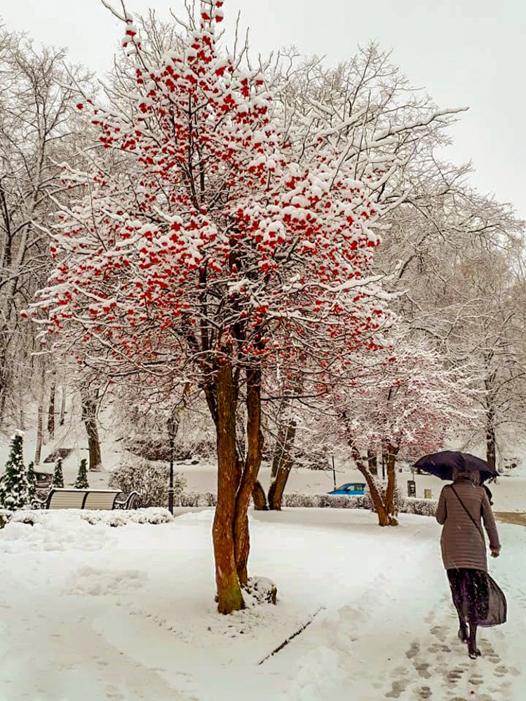 Photograph by Maya Step