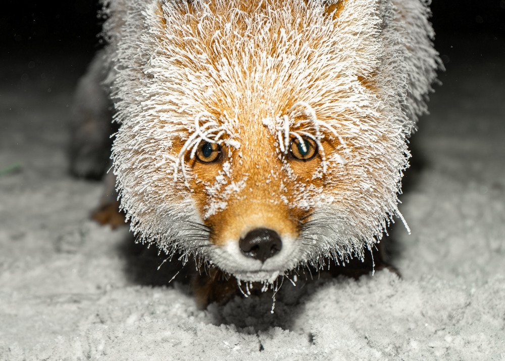 В зимнем наряде.