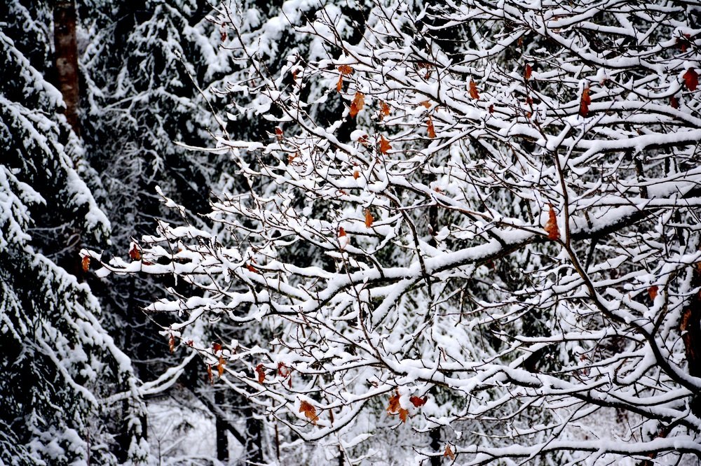 Photograph by Anna Prohorova