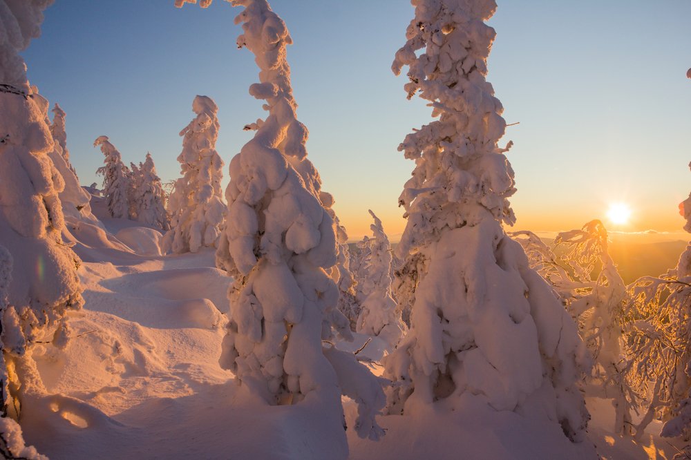 Зефирные ёлки