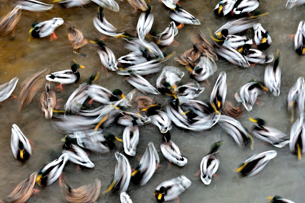 Duck commotion