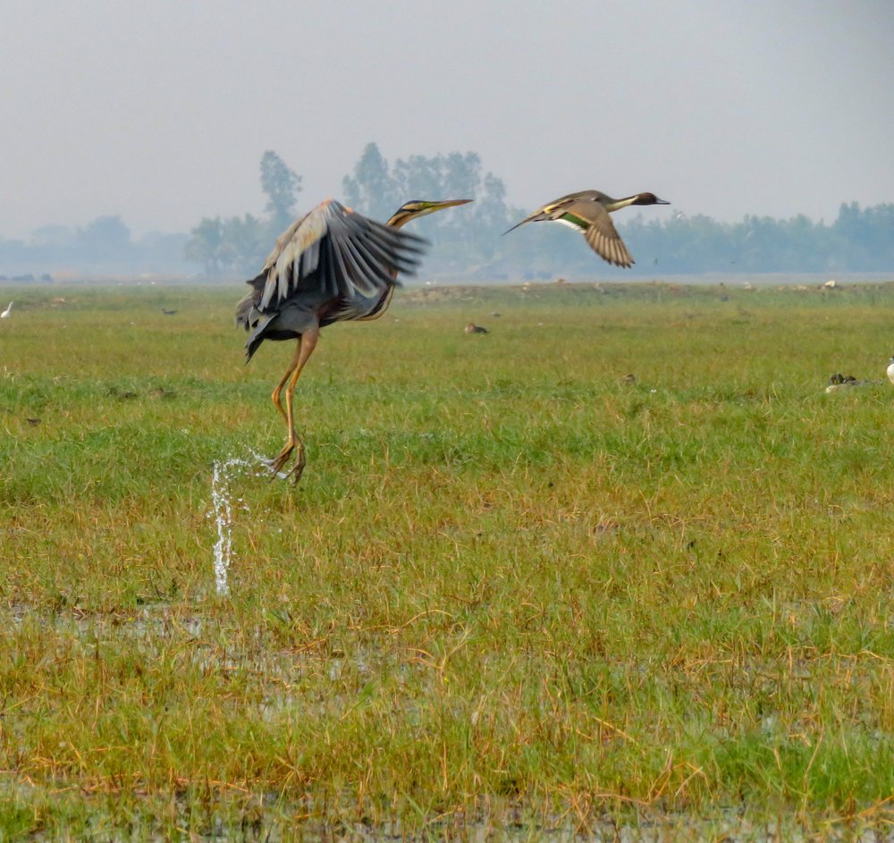 Flight of purple heron