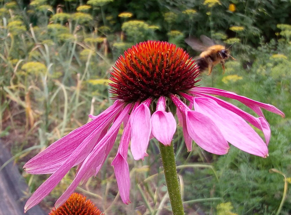 Photograph by Алла Сырчикова