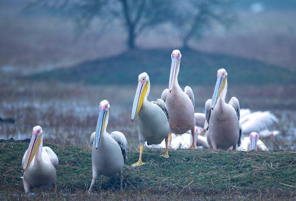 Photograph by Sharad Bhatia