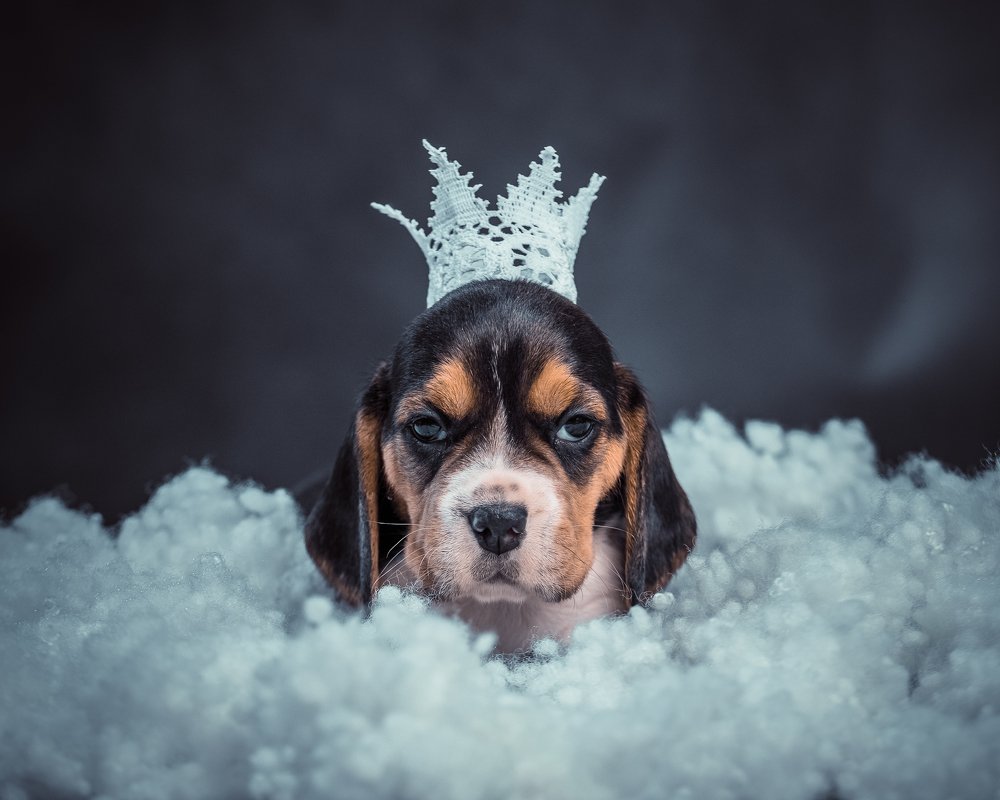 Photograph by Ольга Гамей