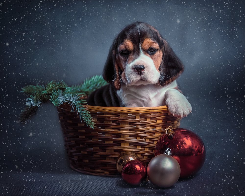 Photograph by Ольга Гамей