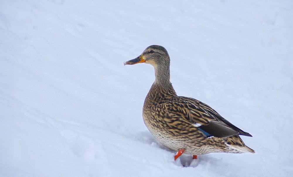 Прогулка по зиме