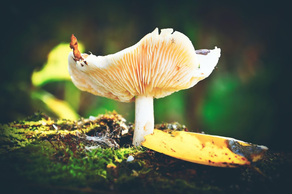 Photograph by Nomorenicknames