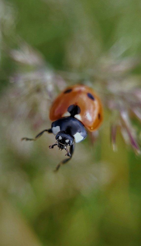 Ladybug