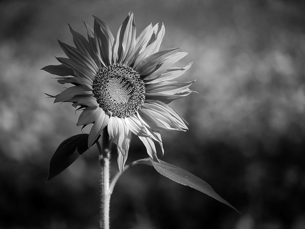 Photograph by Farid Ataei