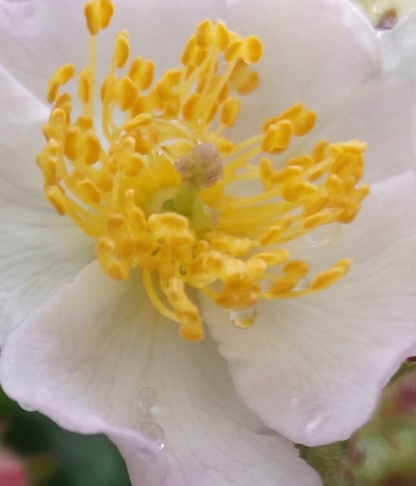 Photograph by Алла Сырчикова