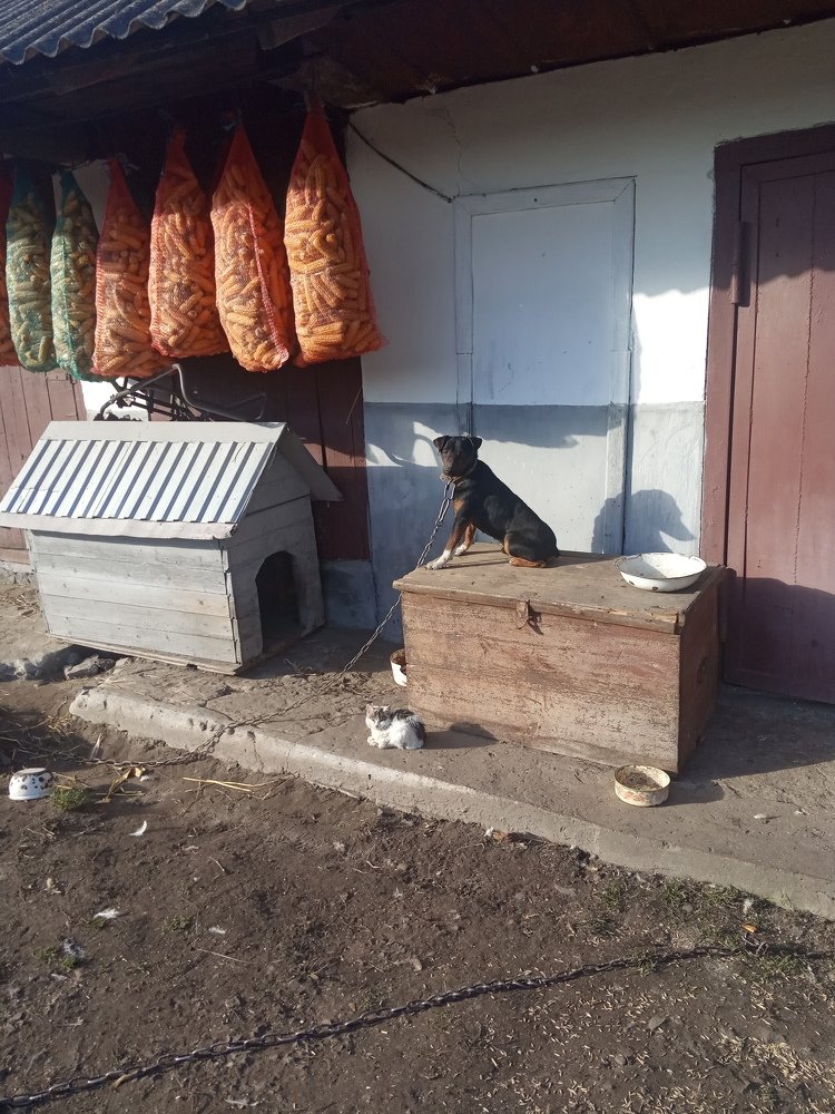 Село буденність