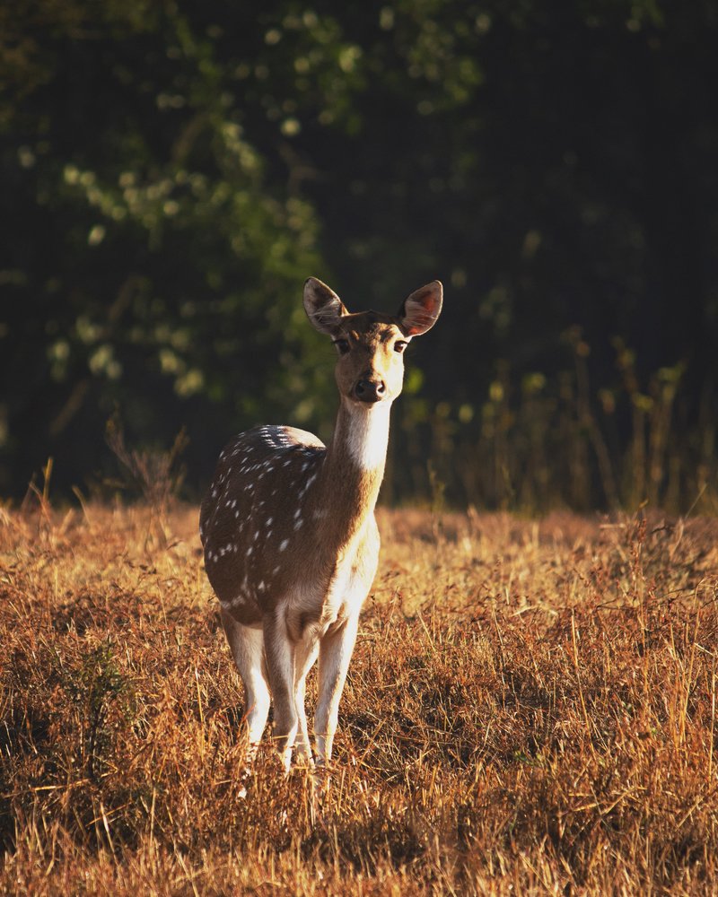 Elegance and innocence