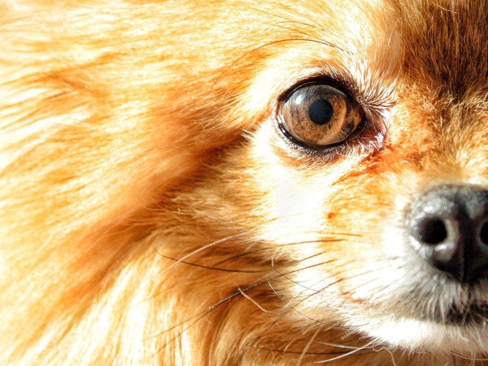 Photograph by Виктория Сметанина