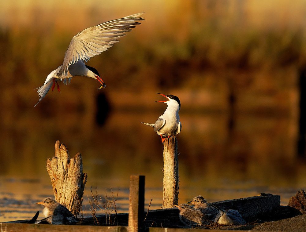 Photograph by Красимир Георгиев