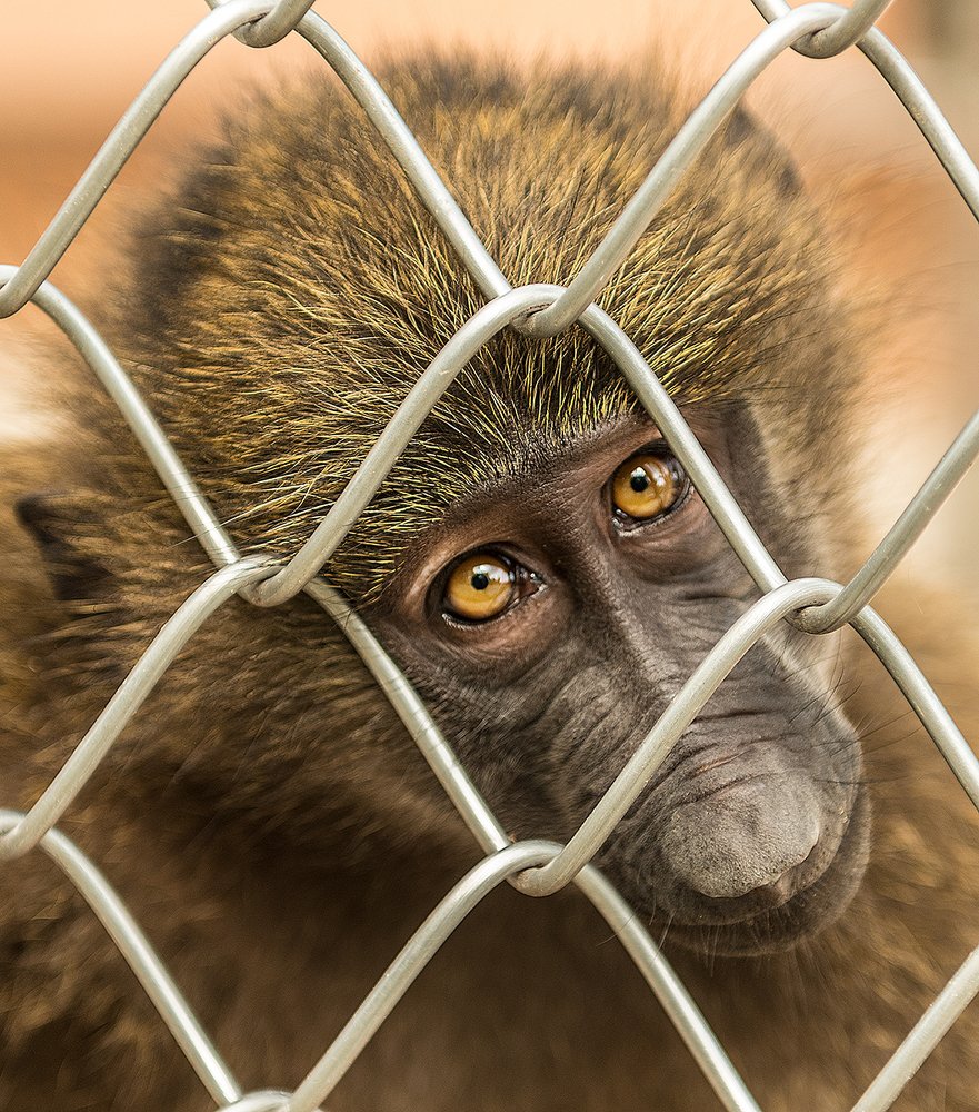 Photograph by vitaly.