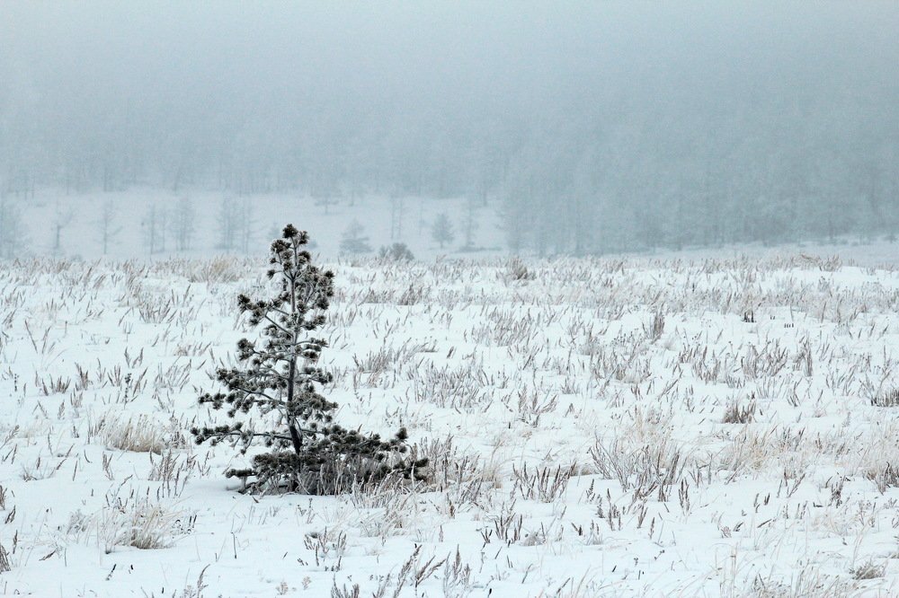 Фотография автора Елена Колосова