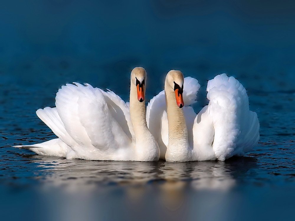 Photograph by 