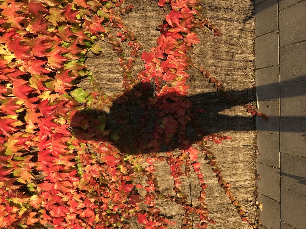 Photograph by Jenn Góngora