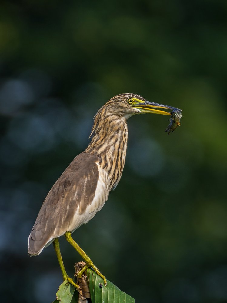 Survival of the fittest.