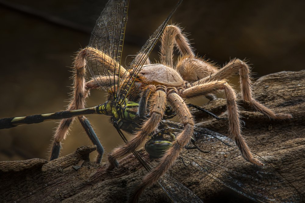 Photograph by Setiadi Ajar