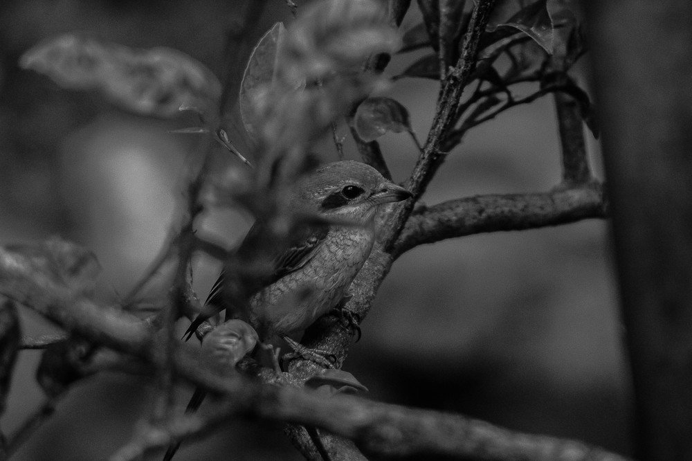 Photograph by Mark Jonell Santos