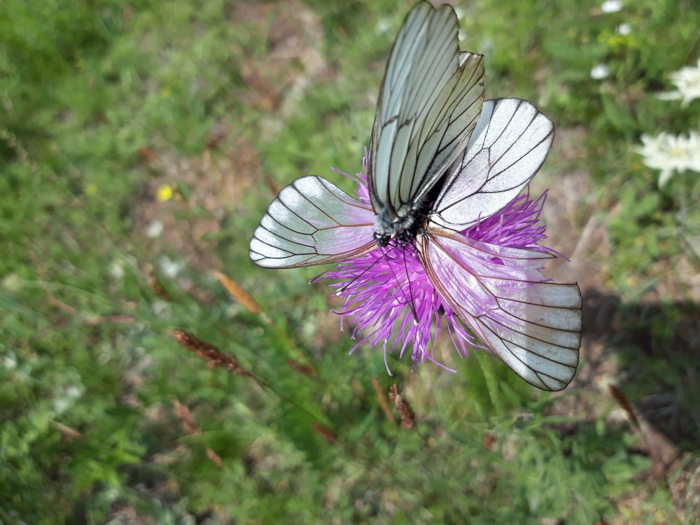 Butterfly mating..