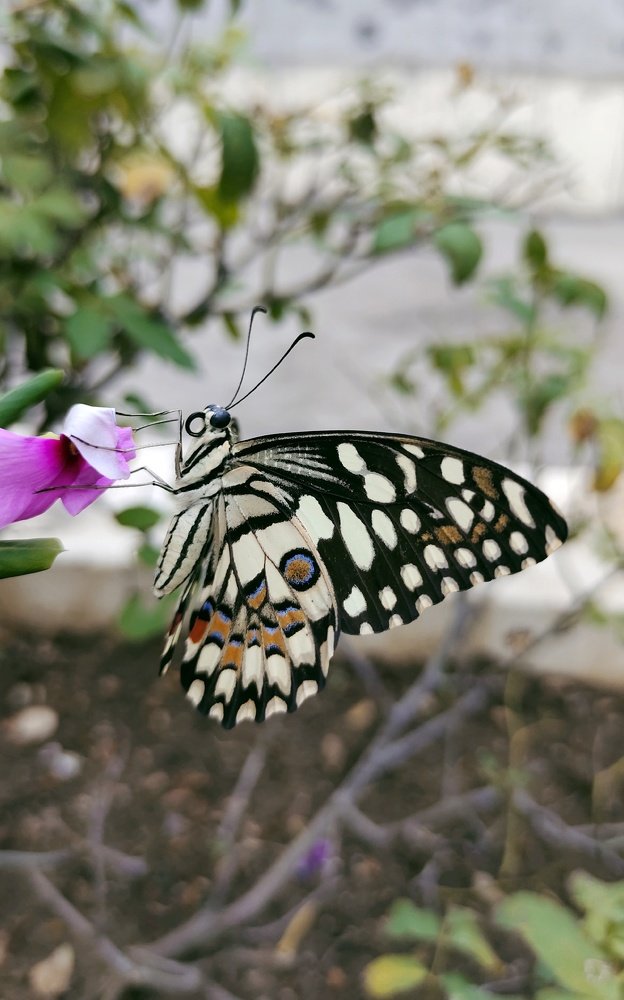 Фотография автора ASHISH BHAGAT