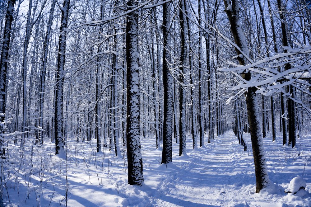 Photograph by Игорь Пекарский