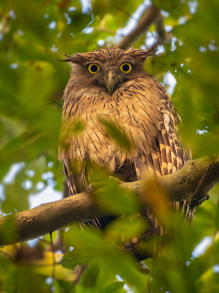 The eyes of the jungle.