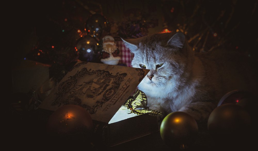 Photograph by Margarita