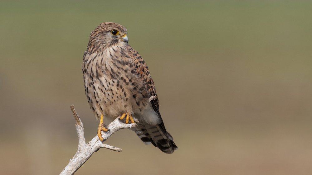 Фотография автора Gokul Addanki