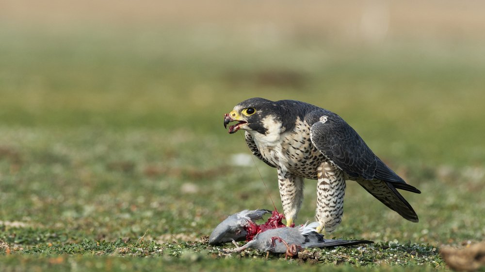 Фотография автора Gokul Addanki