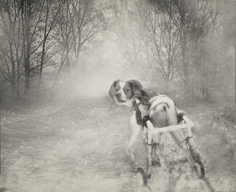 Ни шагу назад