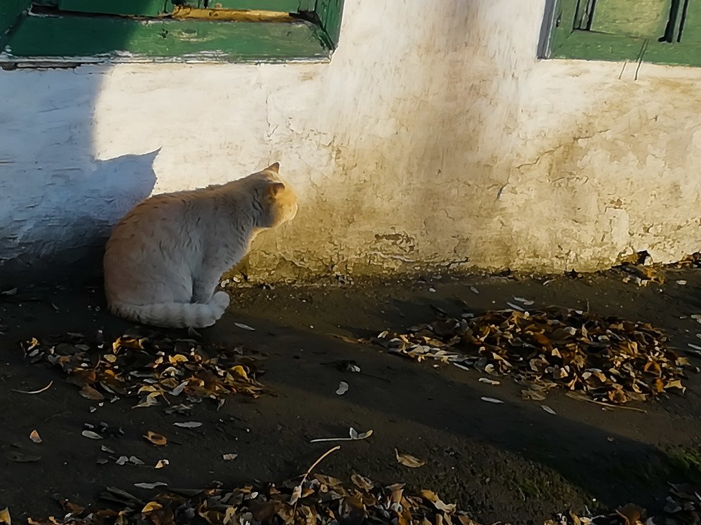 Старый дом, одинокий кот