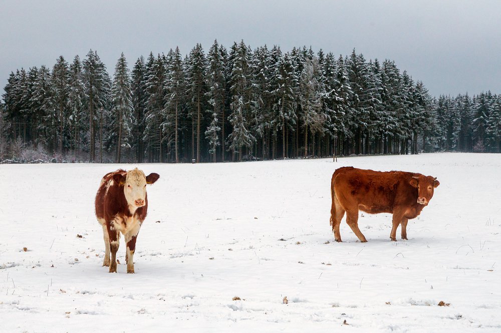 Photograph by Ирина Шумахер