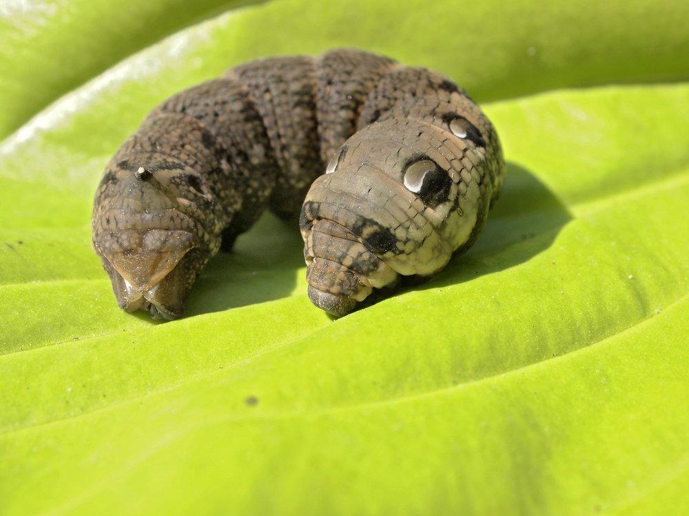 Big Caterpillar