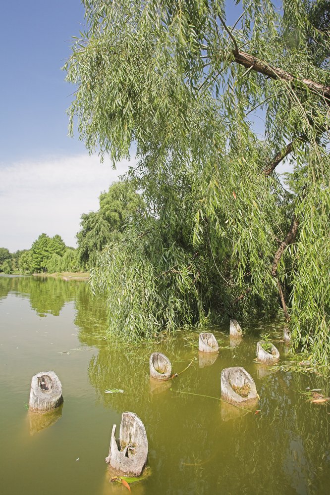 The Willow Tree