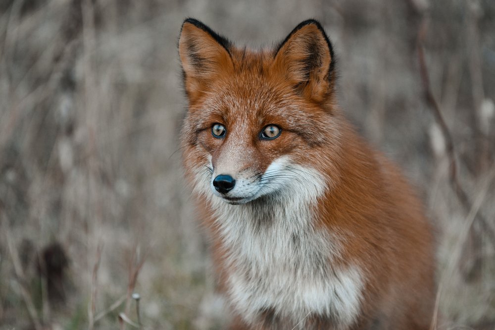 Photograph by Людмила Москвичёва