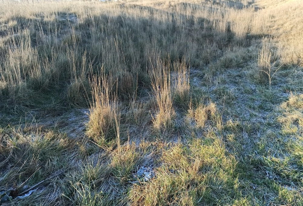 Безмятежность