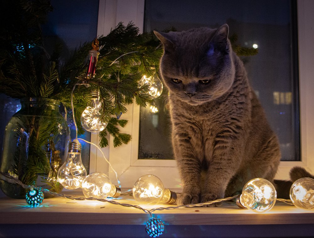 Photograph by Ирина Фастовец